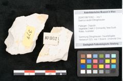 Foto (Objekt + Etikett) von Quercus austini Ettingshausen (NHMW-GEO-2024-0188-10362)
